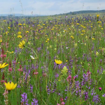 Birdsong Cottage - Peaceful Country Retreat Pauleni-Ciuc Bagian luar foto